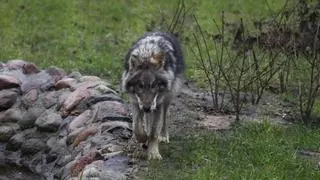 Identifican un lobo que recorrió 1.240 kilómetros entre Alemania y España
