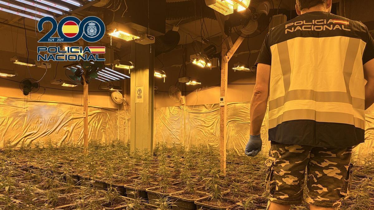 La Policía Nacional desarticula una organización criminal dedicada al cultivo indoor de marihuana en la Comunitat Valenciana en una operación con 14 detenidos.
