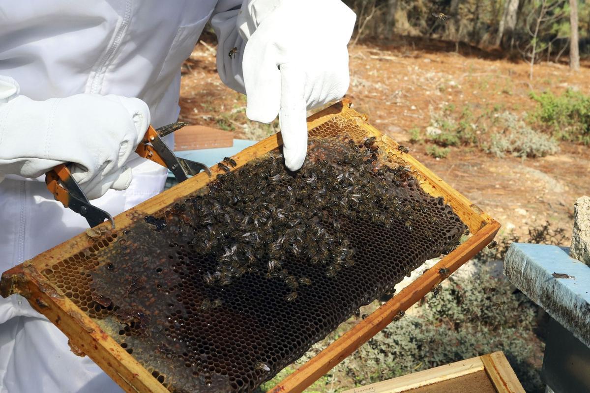 Llega a León el proyecto para “repoblar” España con 47 millones de abejas ibéricas