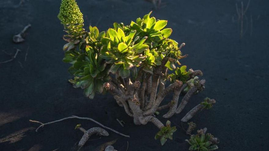 Una planta sobrevive entre cenizas tras la erupción. | |