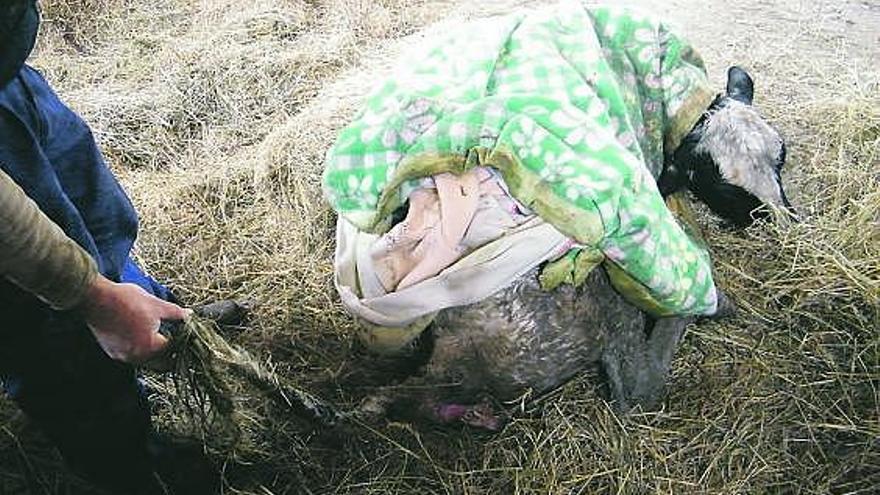 Daños causados por los perros a la vaca en Fresnadiello.