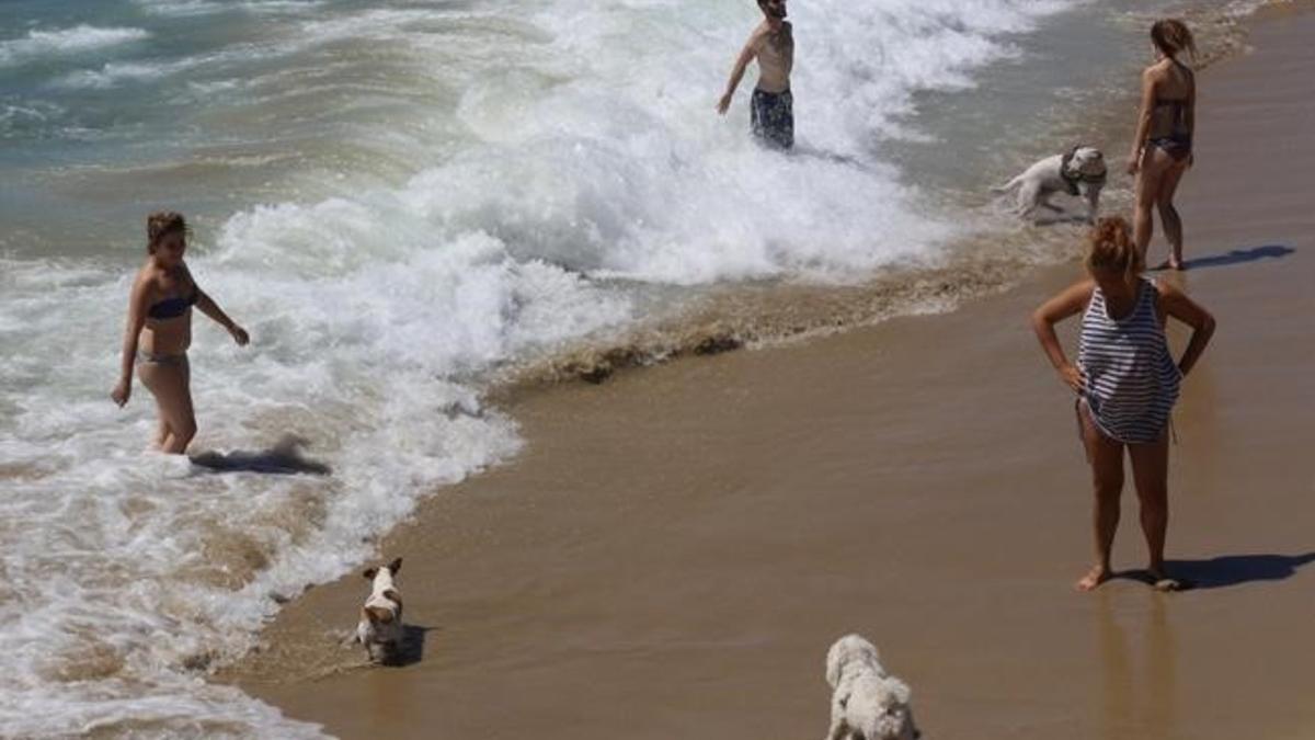 Playa perros