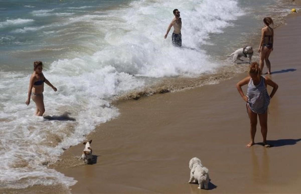 Tramo de la playa de Llevant de Barcelona habilitado para perros, el verano pasado.