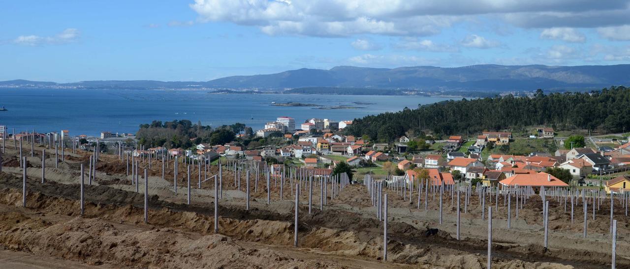 La plantación de albariño que prepara la bodega Lagar da Condesa en los montes de Berdón y Guillán, en Vilagarcía.