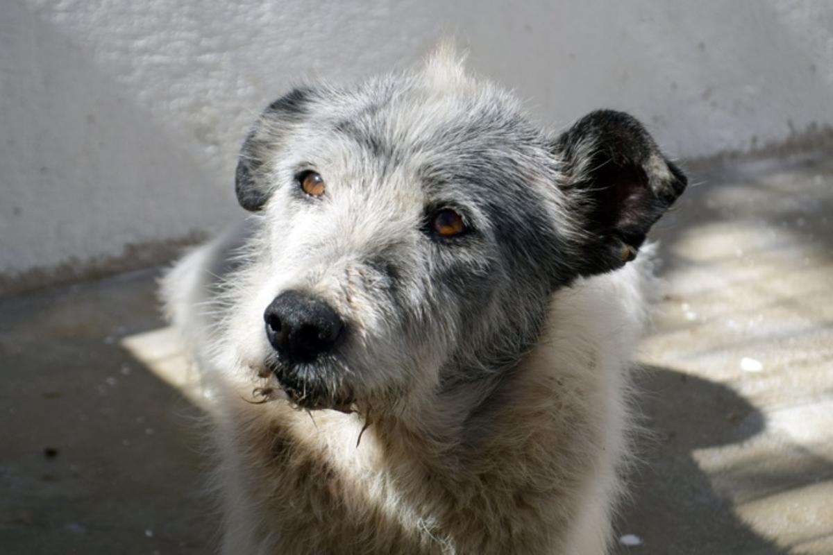 Rober, el perro callejero más famoso de Xàtiva.