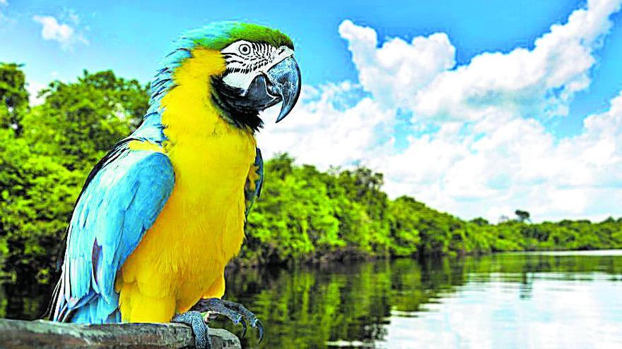 Imagen tomada en Brasil, en la Amazonia Central.