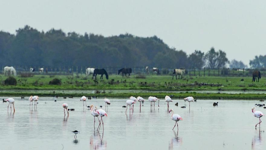 Las cinco claves de un acuerdo político en Doñana que vale 1.400 millones de euros