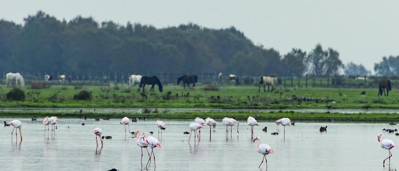 El Parque Nacional de Doñana