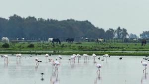 El Parque Nacional de Doñana sale de la guerra política tras el acuerdo de Gobierno y Junta.