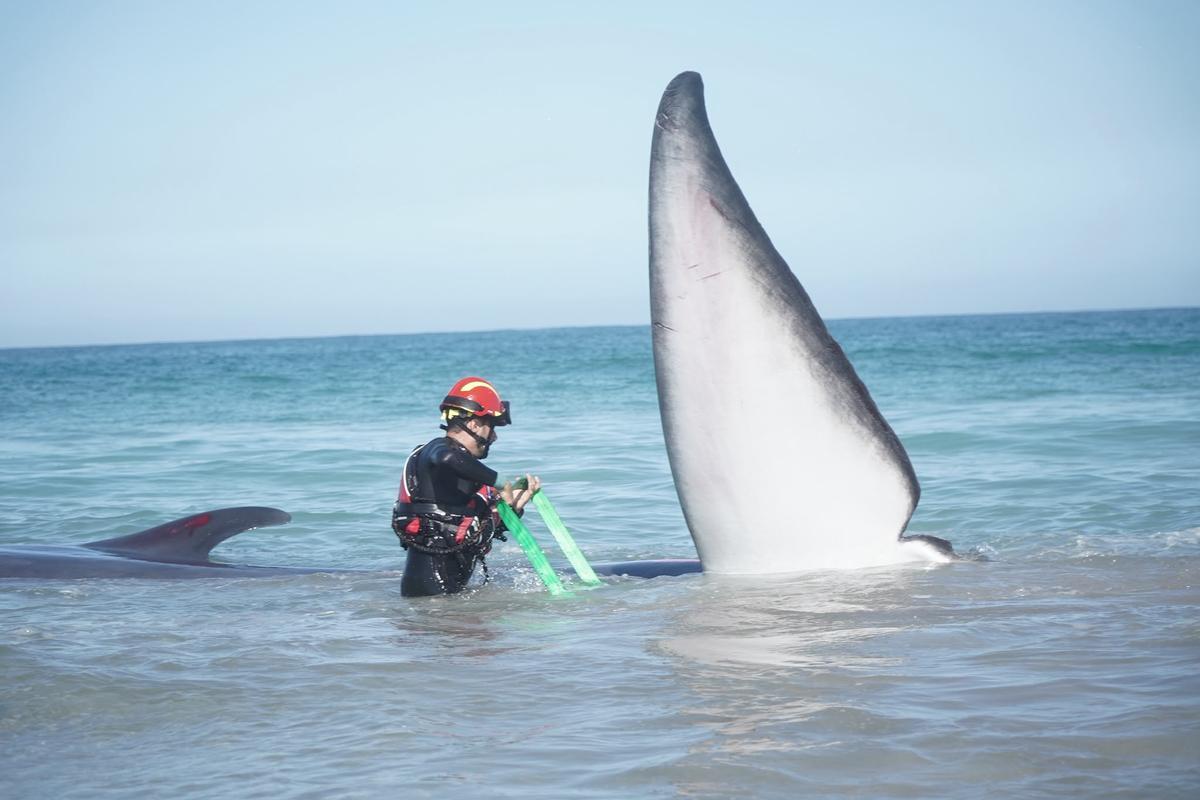 Rescate de la ballena varada en Arteixo