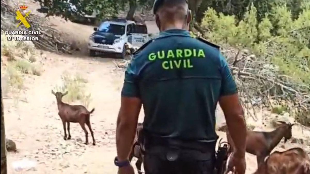 VÍDEO | Liberan a 50 cabras de Boc Balear de un coto de Mallorca destinadas a la caza furtiva