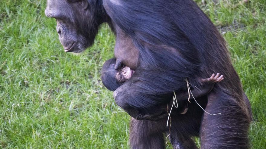 Nace un nuevo &quot;bebé&quot; chimpancé en Bioparc València