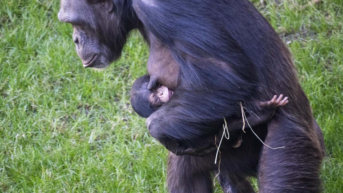 La hembra de chimpancé Natalia con su bebé