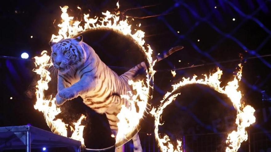 &quot;Ojalá los elefantes os pisen&quot;: los circos denuncian a los animalistas por amenazas de muerte