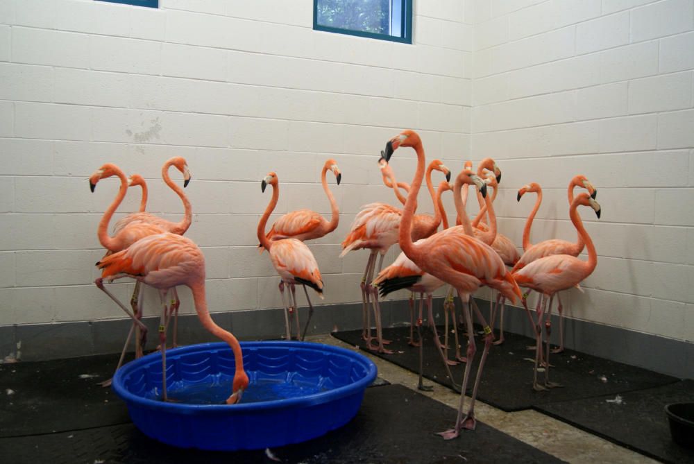 Flamingos are sheltered as a part of Storm ...