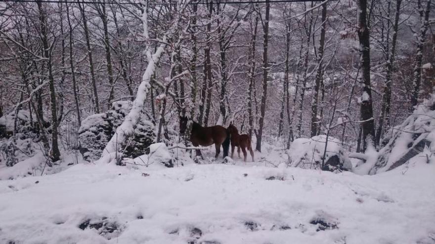 Caballos entre la nieve en Porto de Sanabria