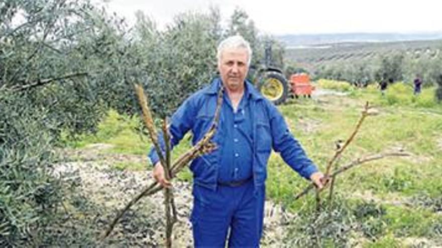 2.000 agricultores piden más vigilancia en la campaña del olivar