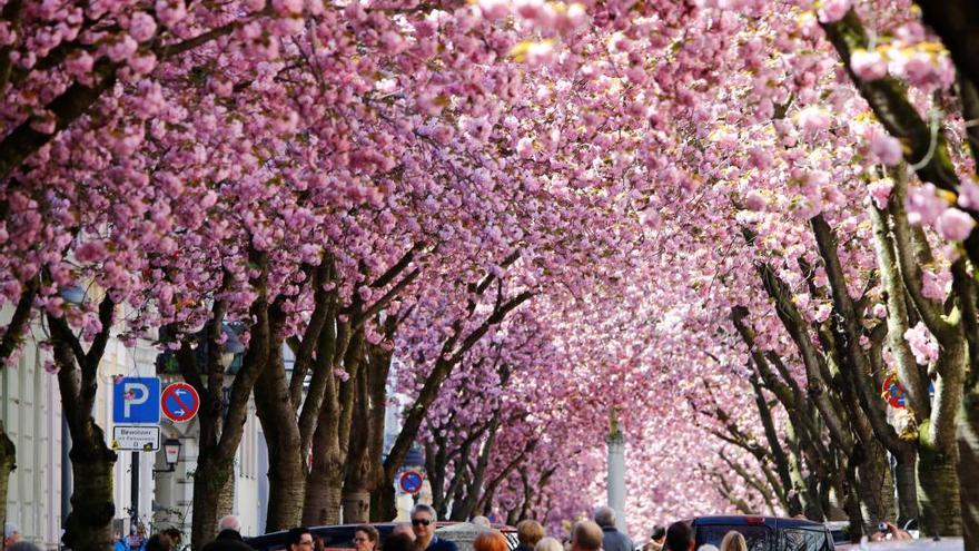 Una calle con árboles en flor.