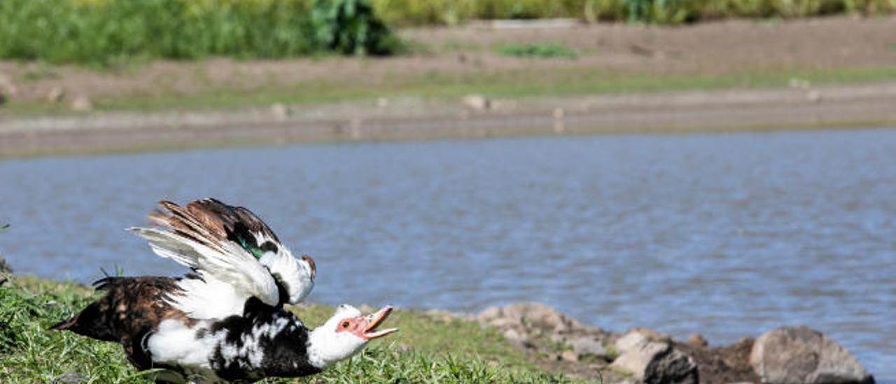 Un pato cerca de la charca de San Lorenzo que aún tiene agua en una foto de archivo.