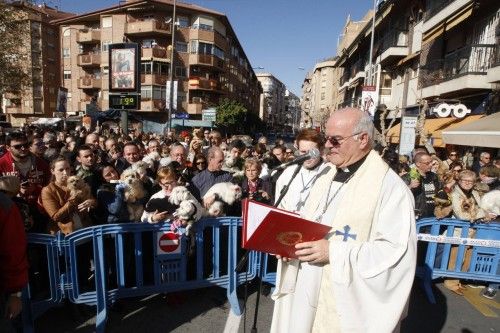 Bendición de animales en Murcia por San Antón