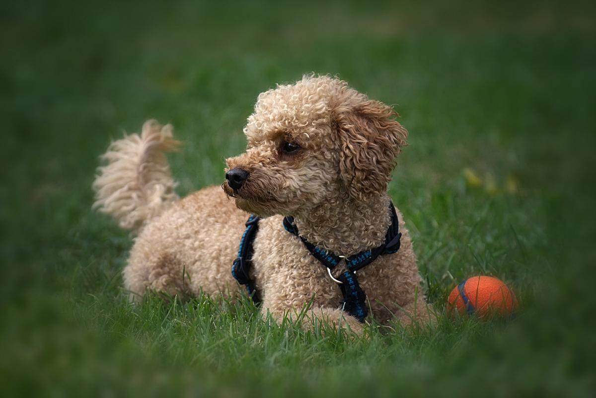 Un caniche, una de las razas de perro más inteligentes.