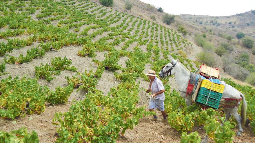 Málaga y sus vinos