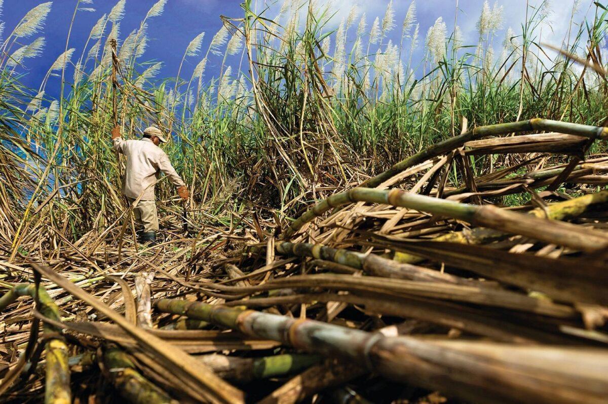 El preu del sucre arriba al nivell més alt des del 2010 al mercat mundial