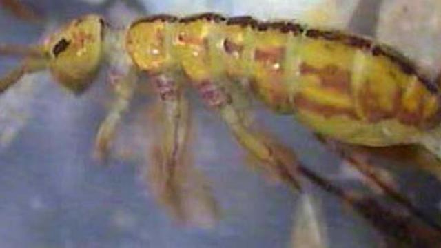 Hallan en l'Albufera una nueva especie de macroinvertebrado, la «Entomobrya benaventi»