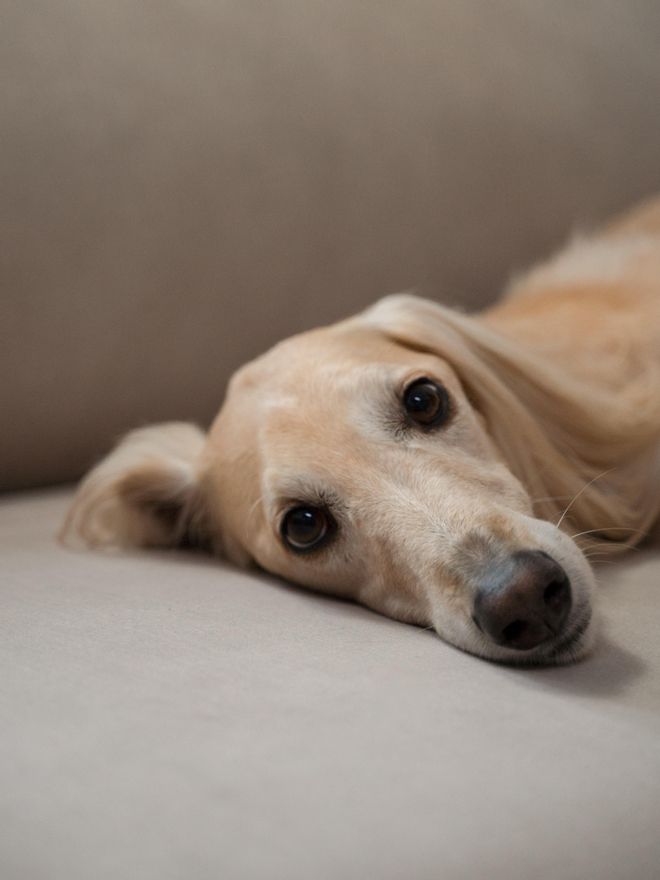 Quedarse solos en casa a los perros les puede generar ansiedad.