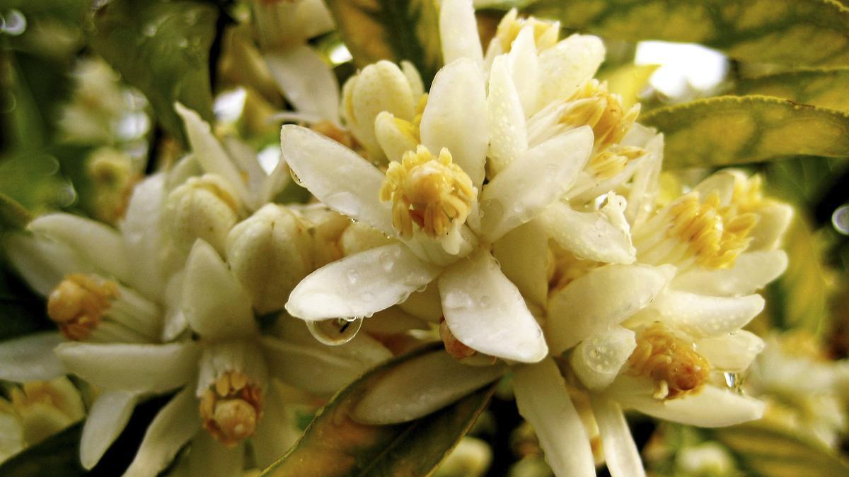 Flor de taronger. Tavernes de la Valldigna.