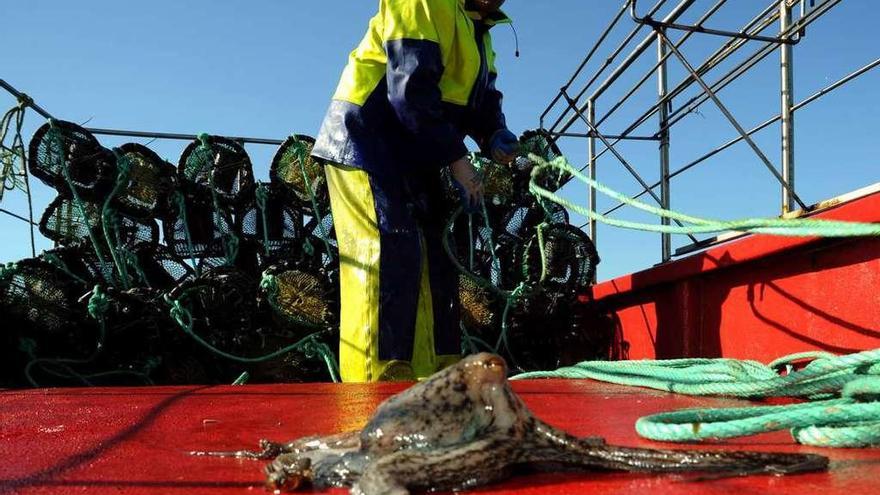 Un pulpo sobre la cubierta de un barco lleno de nasas que participó en la presente campaña. // Iñaki Abella