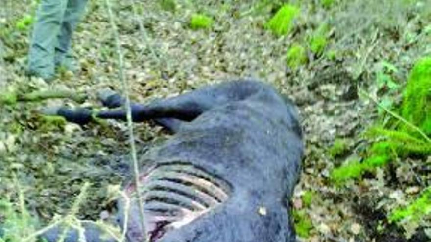 Imagen del caballo &quot;garañón&quot; localizado en una zona de Souto.