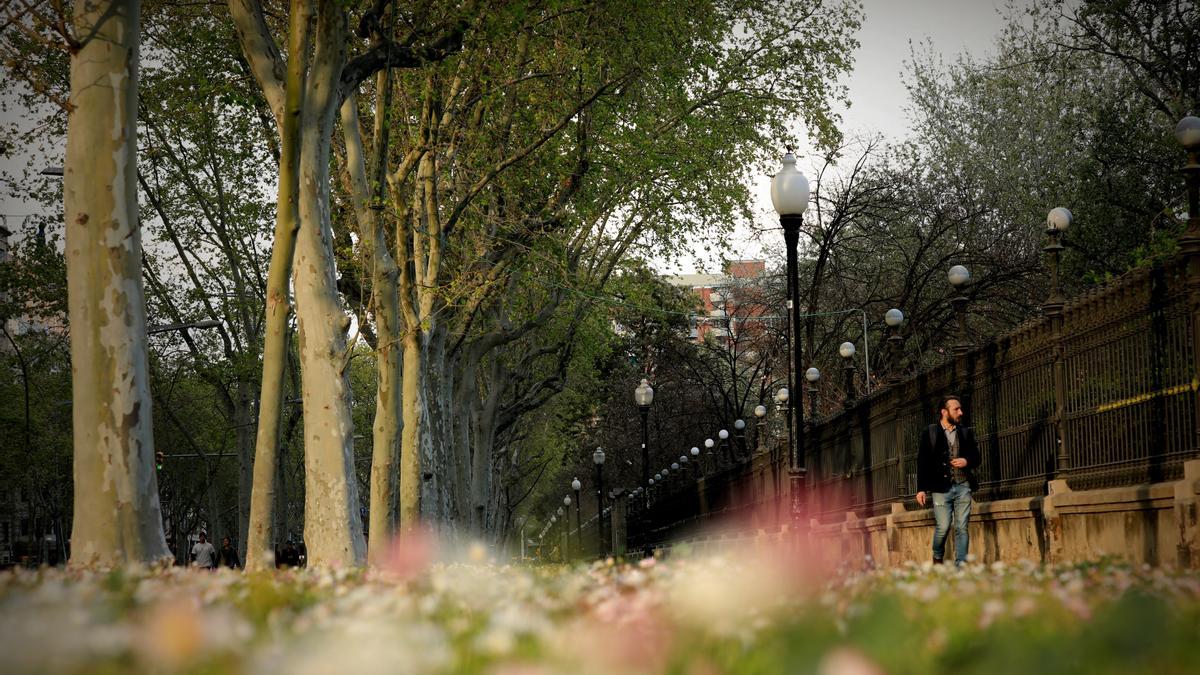 Polen de los plataneros en Barcelona.