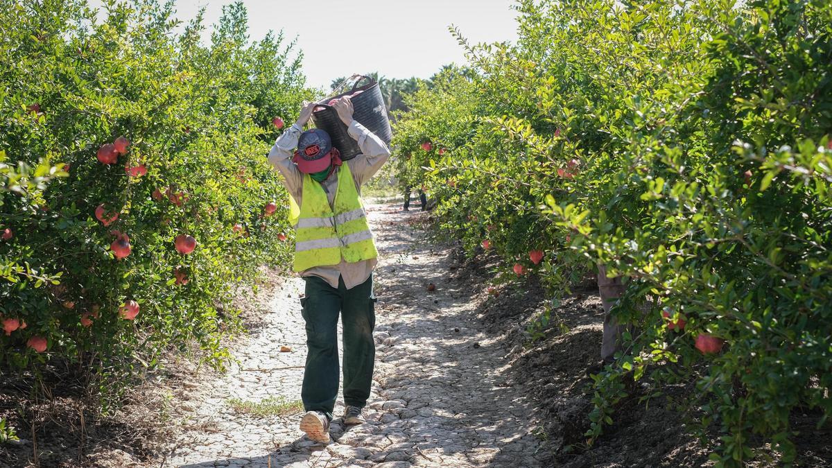 Los temporeros de Marfruit, de Pepito Marroquí, trabajan hace años en las distintas campañas de la empresa. 