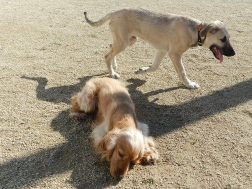 Dos perros en uno de los espacios recreativos para estos animales en Mataró