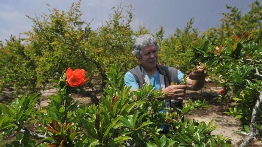 Un agricultor en una parcela con granados en plena floración, en una imagen reciente, en el Camp d&#039;Elx.