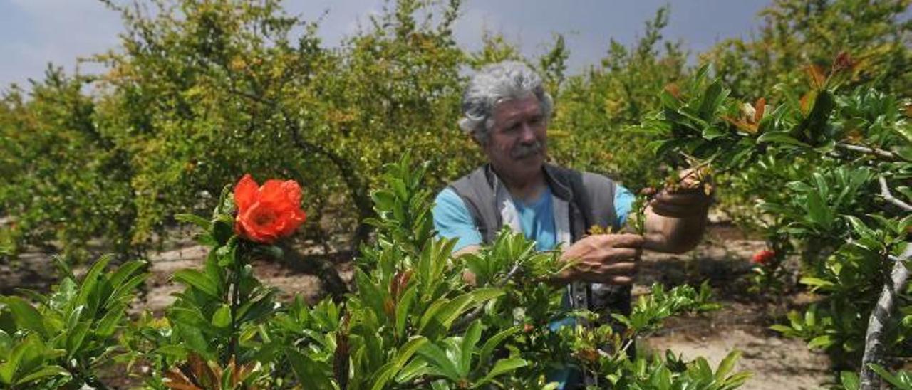 Un agricultor en una parcela con granados en plena floración, en una imagen reciente, en el Camp d&#039;Elx.