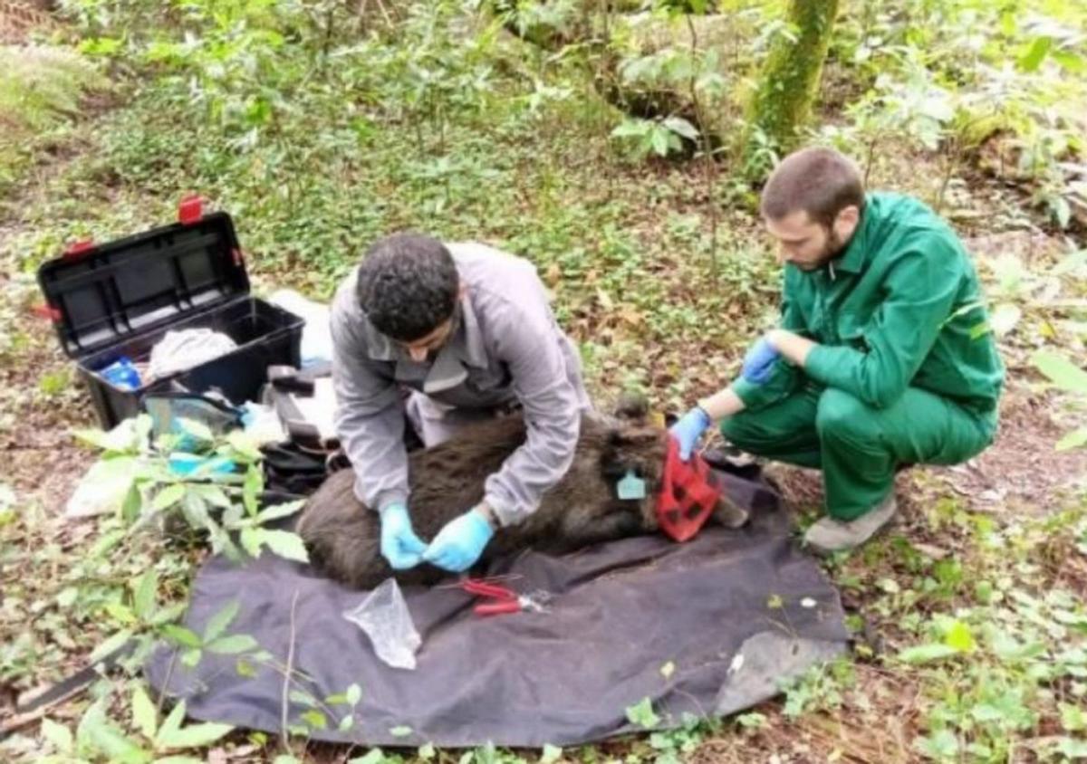 Toma de datos biométricos de uno de los jabalíes en la isla carrilexa de Cortegada. |   // ILLAS ATLÁNTICAS