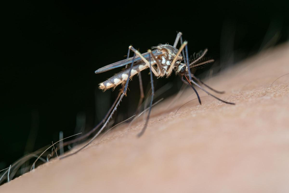 Los mosquitos son uno de los animales que más atrae el agua