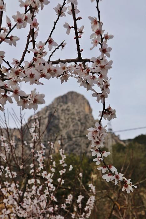 Mandelblüte