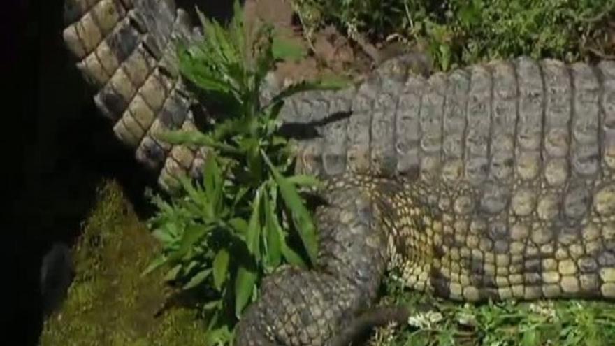 Aparece muerto en Mijas un cocodrilo del Nilo