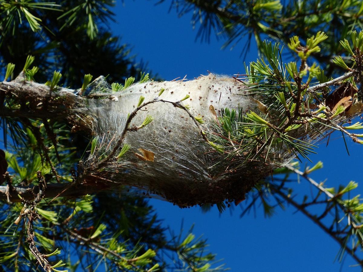 La oruga procesionaria generalmente forma sus nidos en pinos