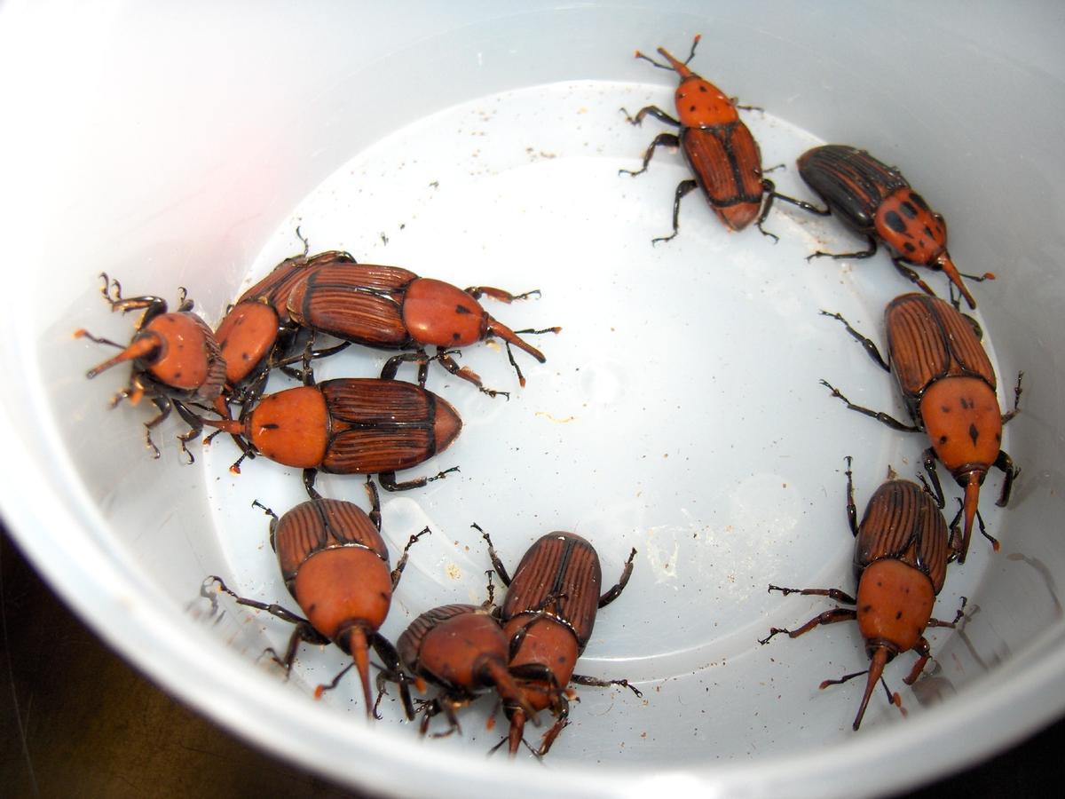 Varios insectos en su etapa adulta.