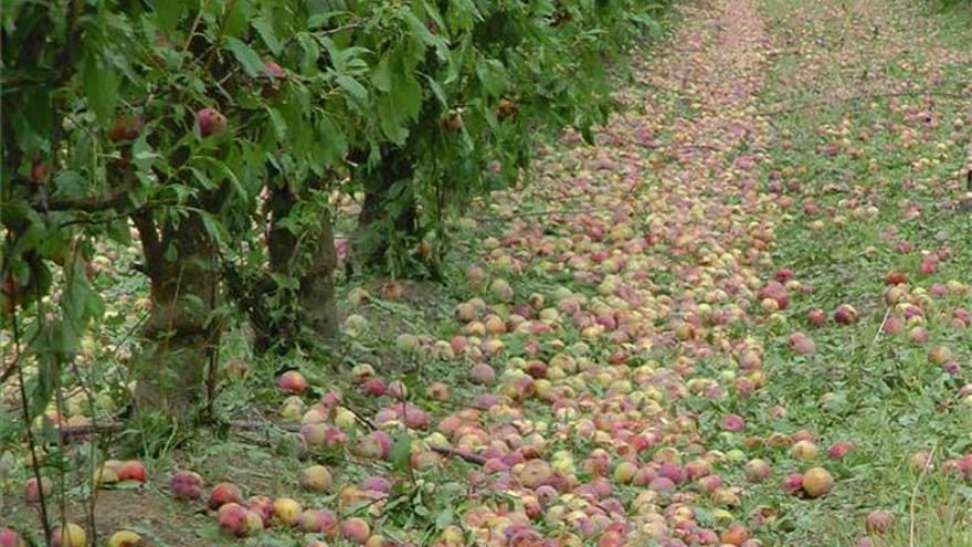 La Junta baraja reorientar algún plan de empleo para paliar los efectos de las tormentas en la agricultura