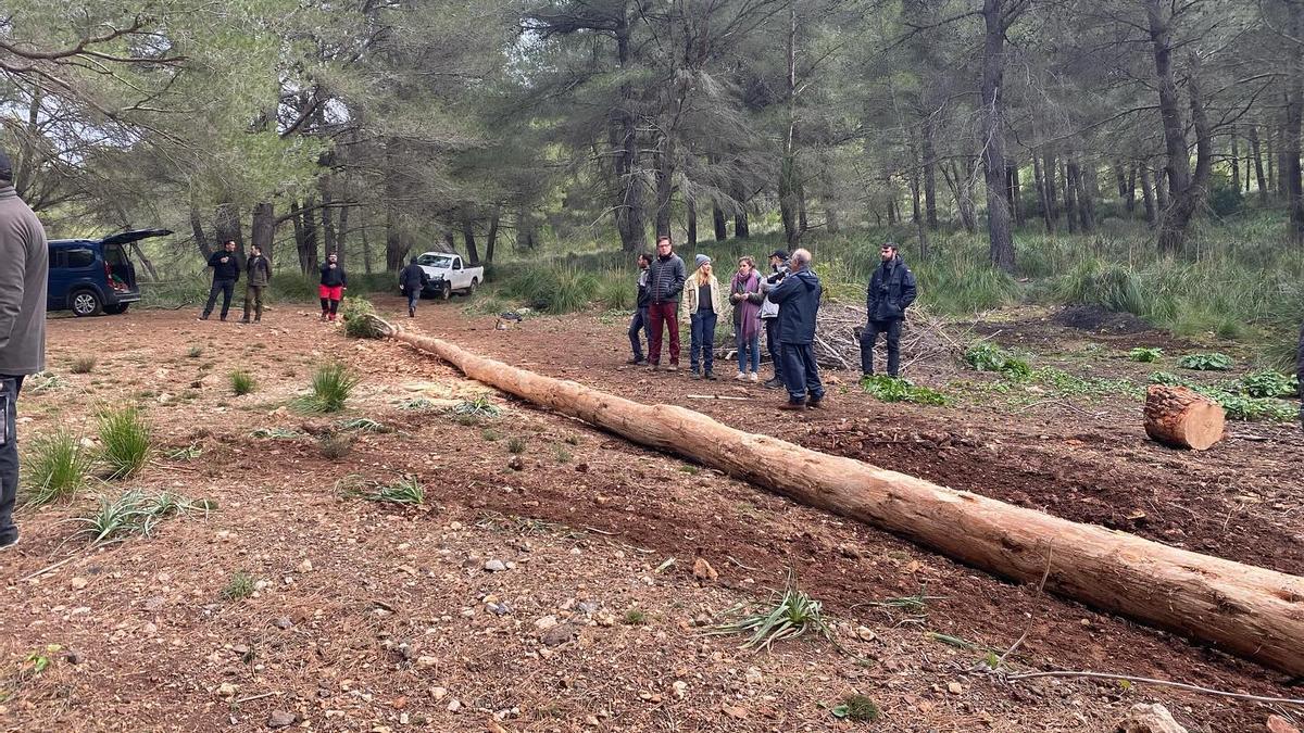 Una imagen del pino cortado en Ternelles hace unos días.