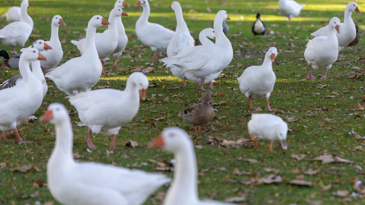 Archivo - Zona  de prevención contra la Gripe Aviar en el parque del Soto de Móstoles, a 27 de octubre de 2025, en Móstoles, Madrid (España).