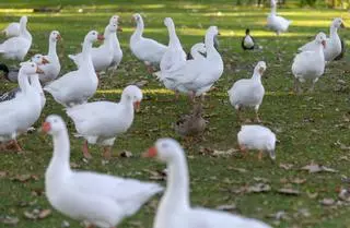 Madrid extiende las medidas de protección tras el nuevo foco de gripe aviar en Colmenar Viejo