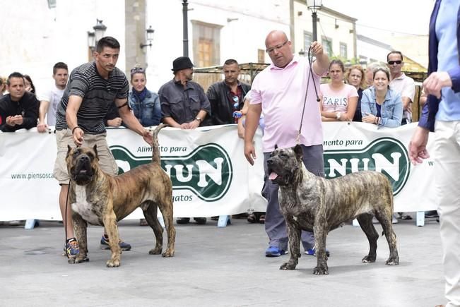 Celebración del I Certamen Nacional de perro ...