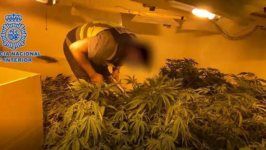 La Policía Nacional desmantela dos zulos repletos de plantas de marihuana en Murcia