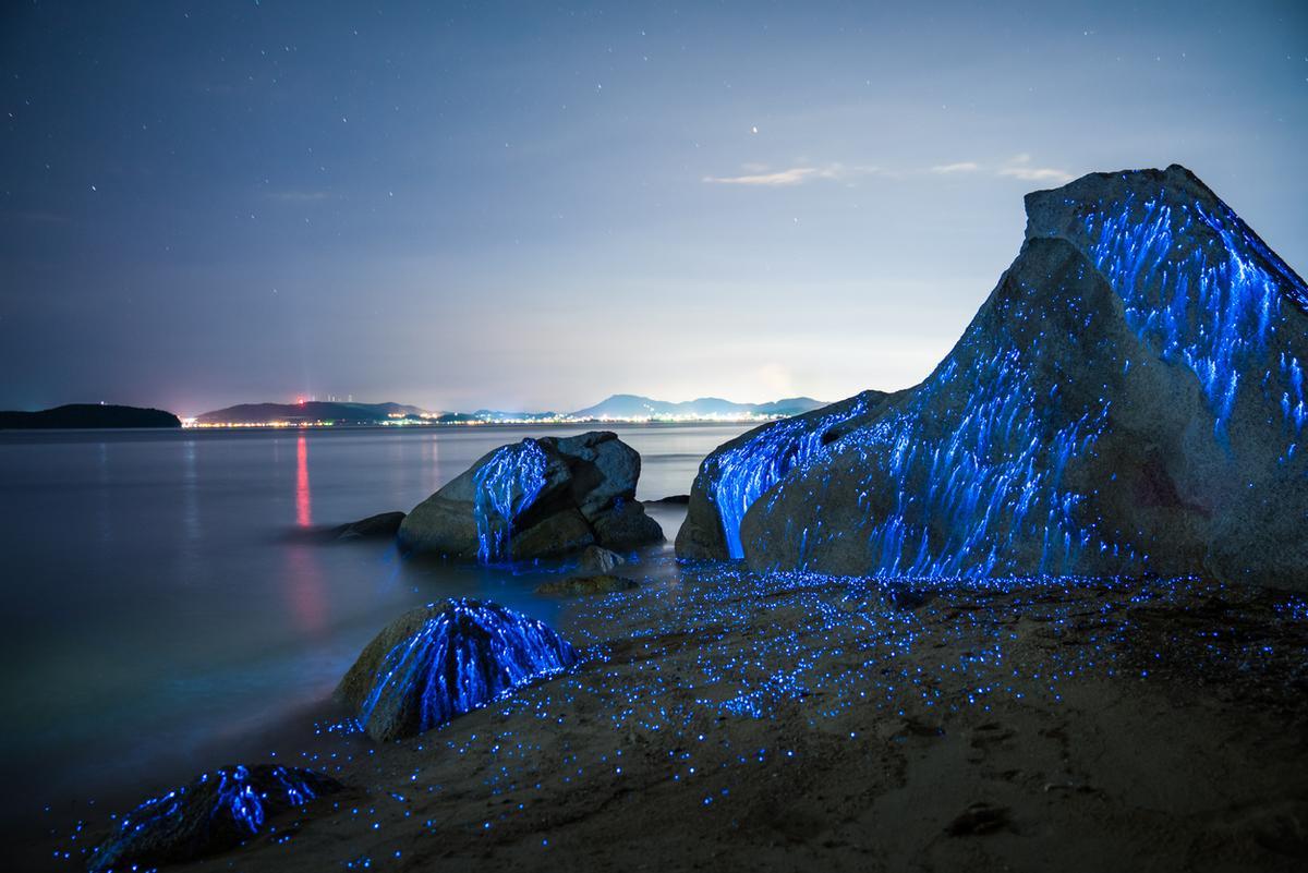 La bioluminiscencia en las playas del mundo.